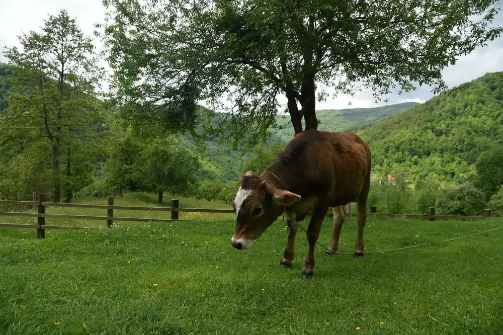 Za poljoprivredu fali 36 popisivača