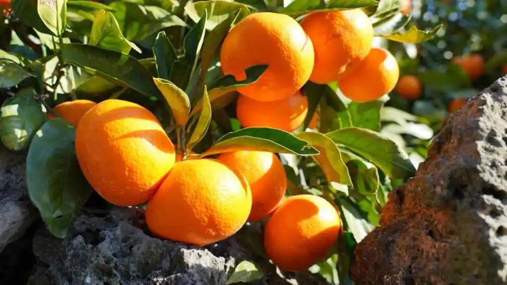 SEZONA je MANDARINA  – Napravite domaći LIKER od omiljenog JESENJEG VOĆA