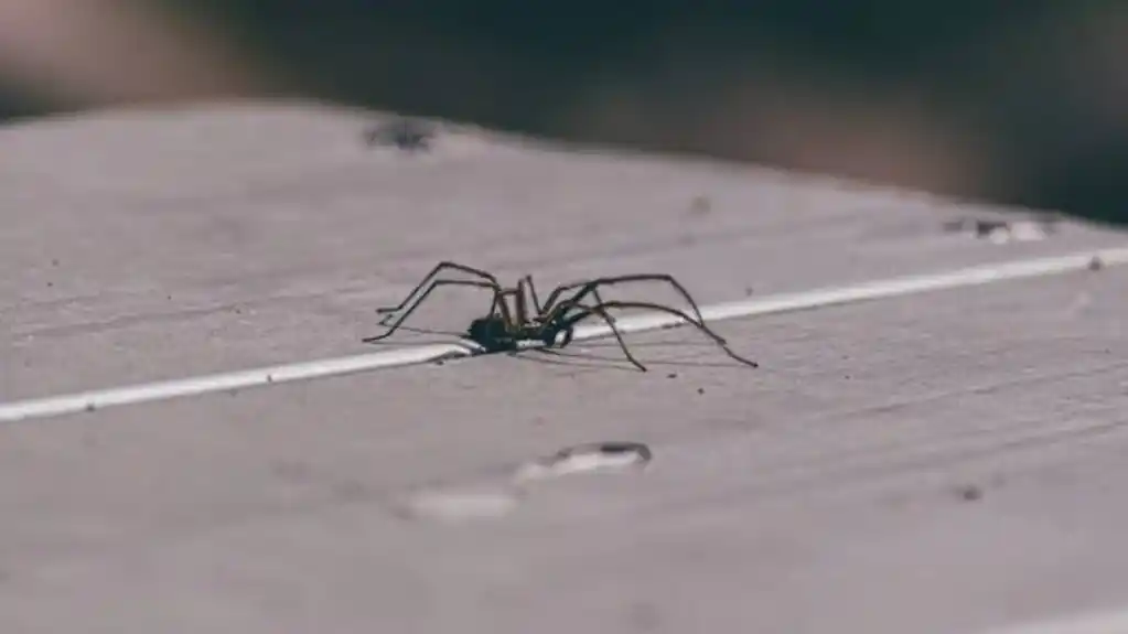 TRIK naših baka koji će vam pomoći da se RIJEŠITI PAUKA  iz doma