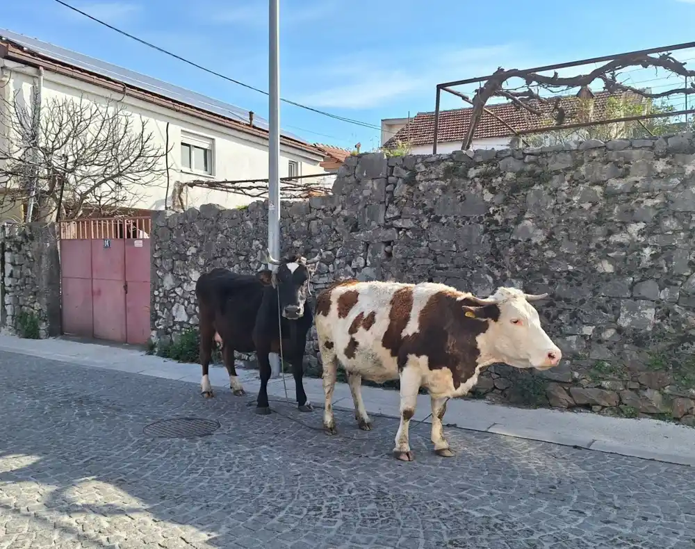 Krave na ulicama Podgorice