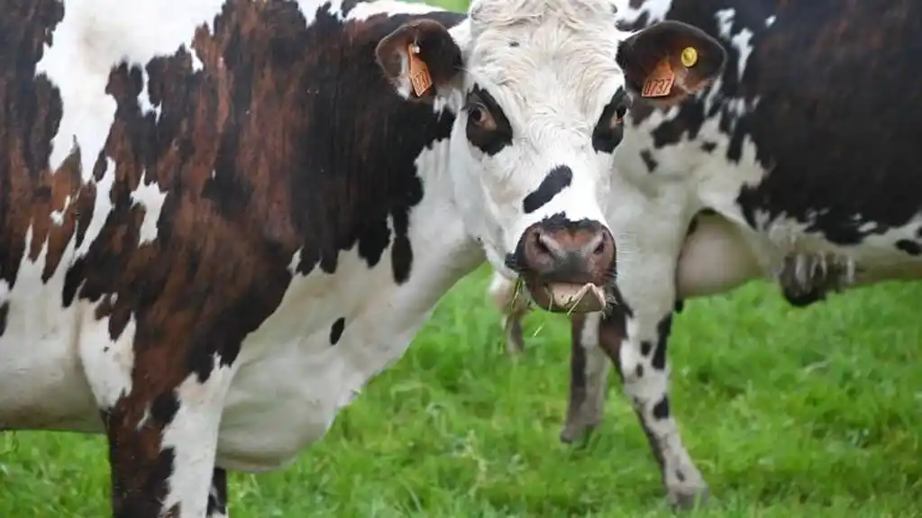 Nikšićanin osumnjičen da je sugrađanki ukrao kravu