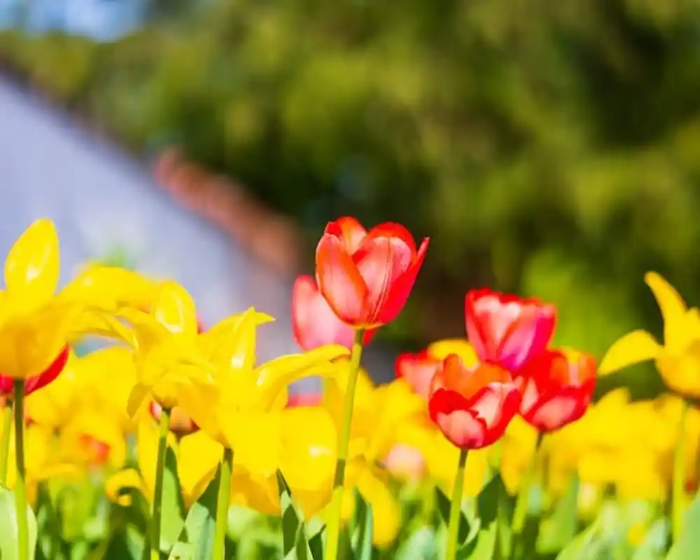 Danas sunčano i toplo temperatura do 33 stepena
