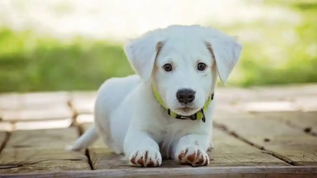 IZBJEGNITE velike veterinarske TROŠKOVE: Evo zašto trebate provjeriti pseće šape nakon šetnje