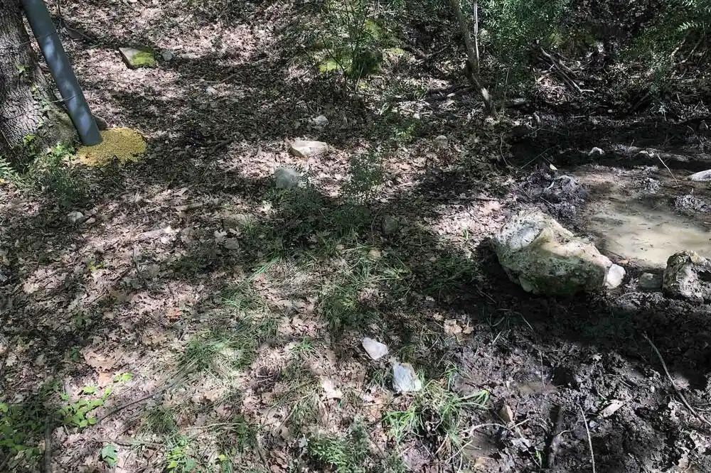 Šakali i divlje svinje odomaćili se i na Adi