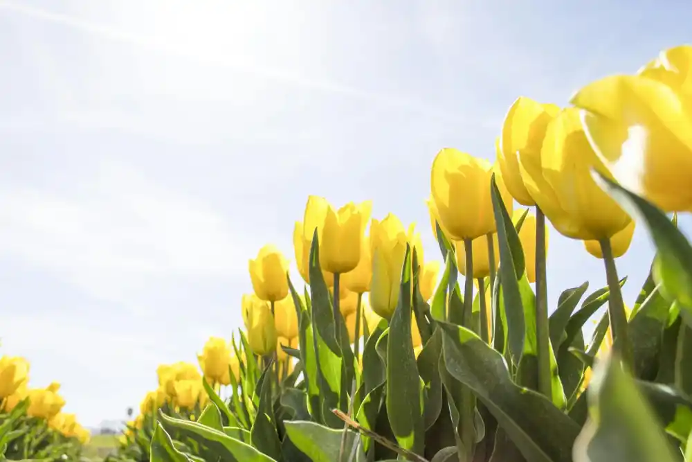 Danas sunčano, temperatura do 36 stepeni