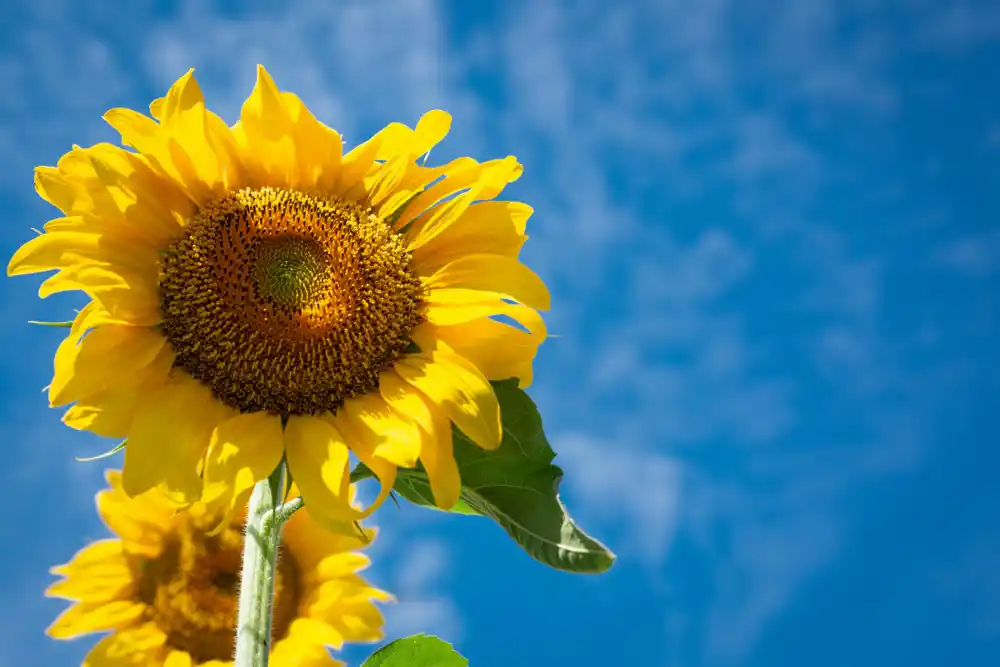 Danas sunčano, temperatura do 34 stepena