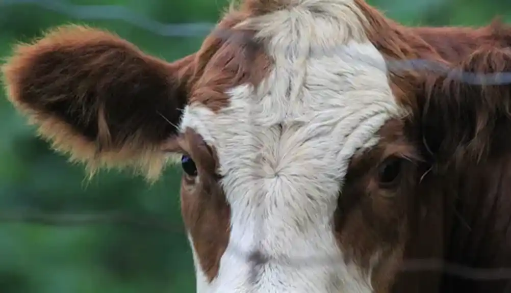 Hrvatski veterinarski institut potvrdio antraks kod goveda u Maovicama, javnost obaveštena