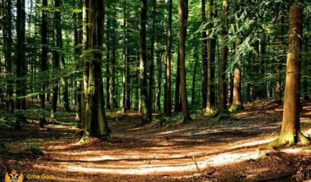 Krivične prijave protiv dvije osobe zbog bespravne sječe i prometa u Mojkovcu i Podgorici