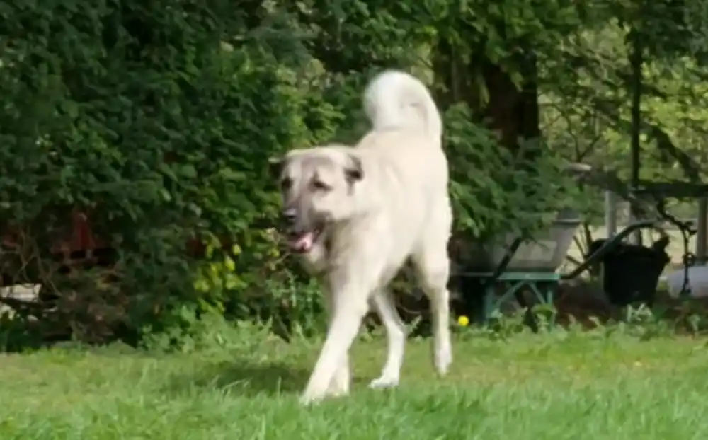 Policija će tražiti osobu koja je ostavila kangala na Cetinju: Službenici izašli nakon što komunalci i veterinari nisu uspjeli da obuzdaju agresivnog psa