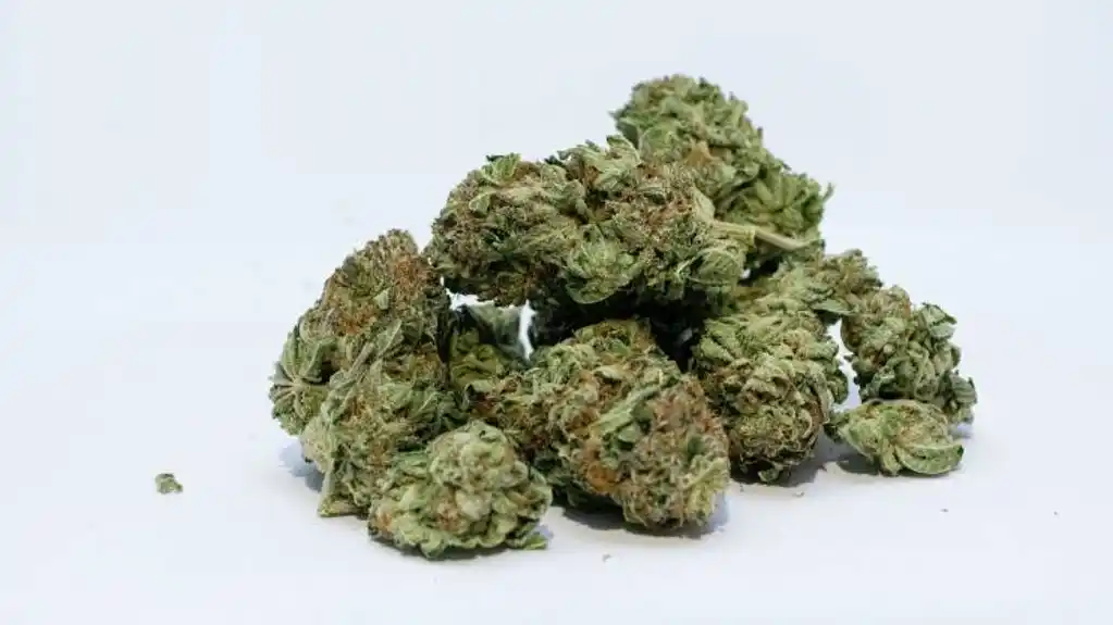 Tivat: Na žurci kod devetnaestogodišnjeg Podgoričanina PRONAĐENA marihuana namijenjena prodaji