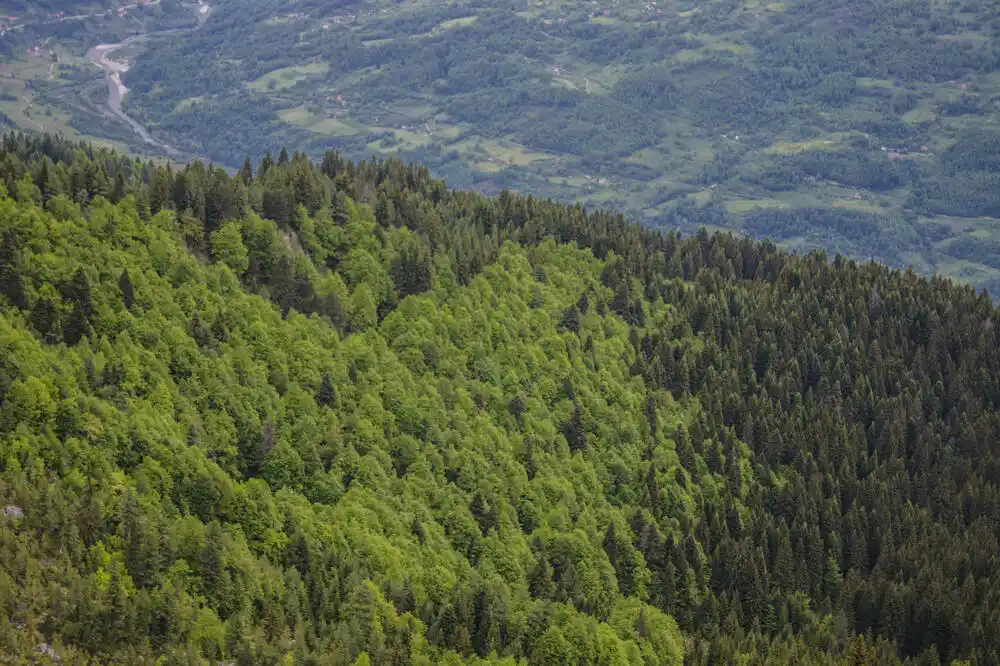 Vlast nad šumama opet u rukama Uprave, novu šumarsku firmu osnivaju do oktobra