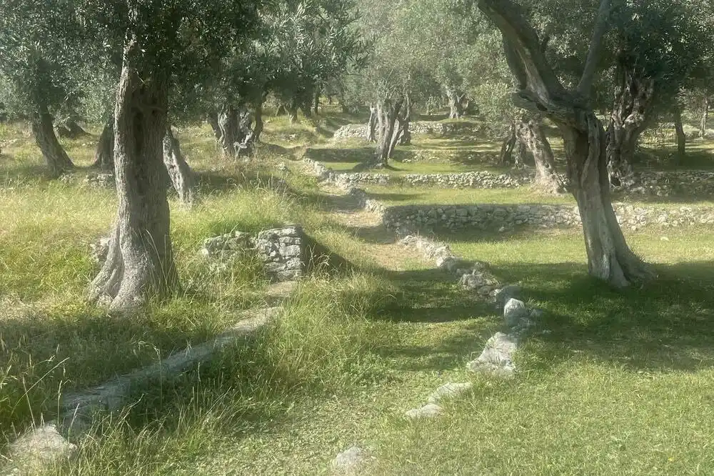 Maslinari zadovoljni, iz Opštine Ulcinj zovu na odbranu pejzaža