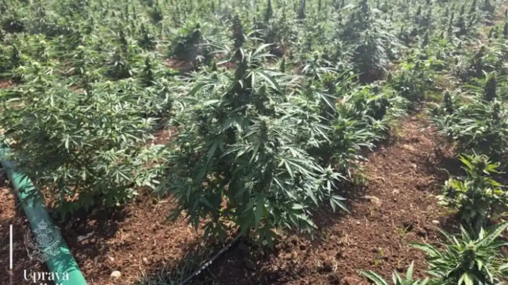 Šćepanović: Zaplijenjena je marihuana vrijedna preko PET MILIONA EURA