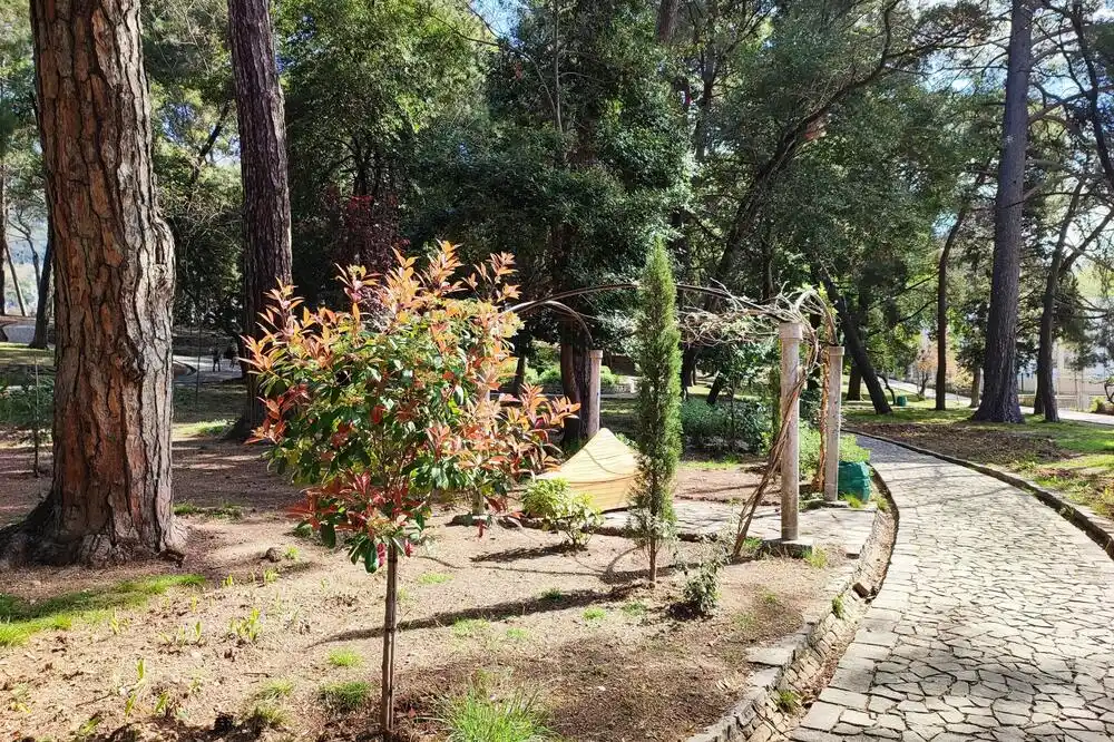 Suva svaka treća sadnica: Loši rezultati ovogodišnje sadnje u tivatskom gradskom parku