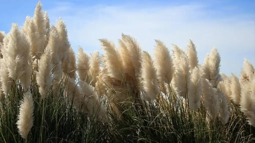 NAJLJEPŠA  jesenja biljka: Pampas dvorište pretvara u raskošan vrt, a LAKO se njeguje