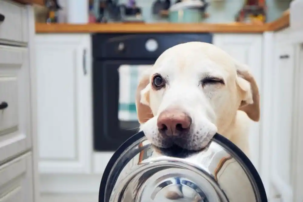 Veterinarka objasnila kada bi psi trebalo da jedu – prije ili poslije jutarnje šetnje?