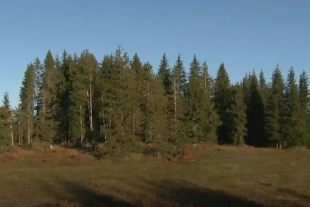 Rajković: Inspekcijski nadzor će ostati kod Uprave za gazdovanje šumama i lovištima