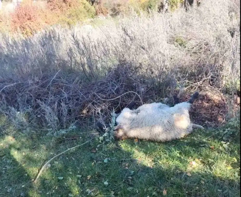 U Velimlju kod Nikšića vukovi zaklali više od 20 ovaca