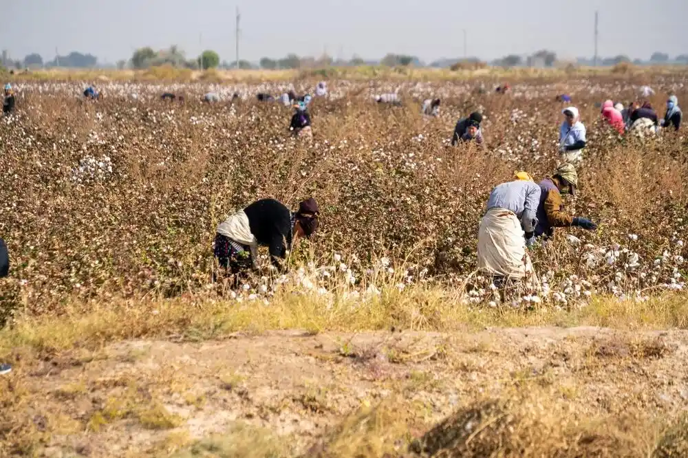 „Dobrovoljno učešće“: Prisilni rad na poljima pamuka u Centralnoj Aziji poremetio rad škola i bolnica