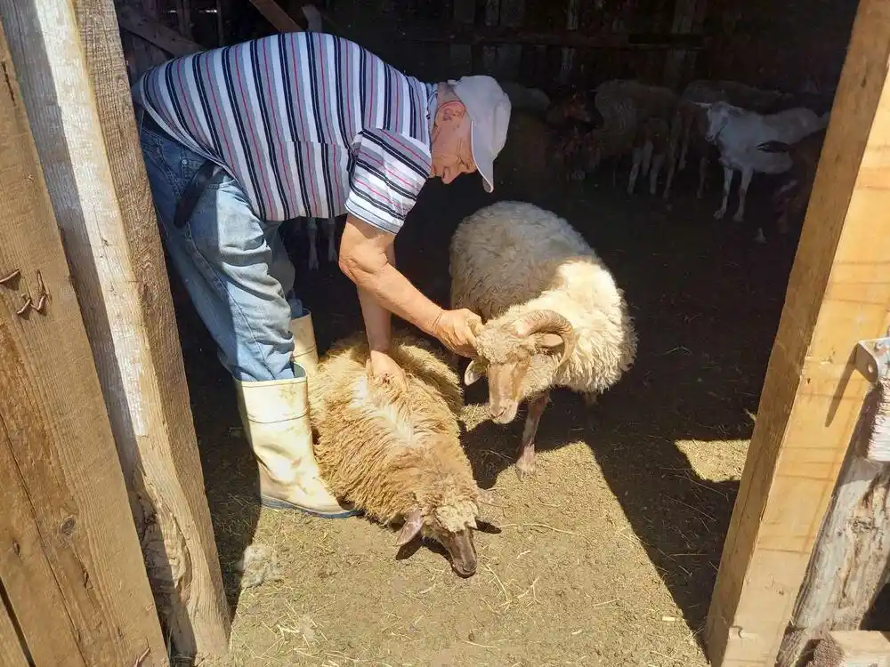 Država gleda kako zetska žuja nestaje