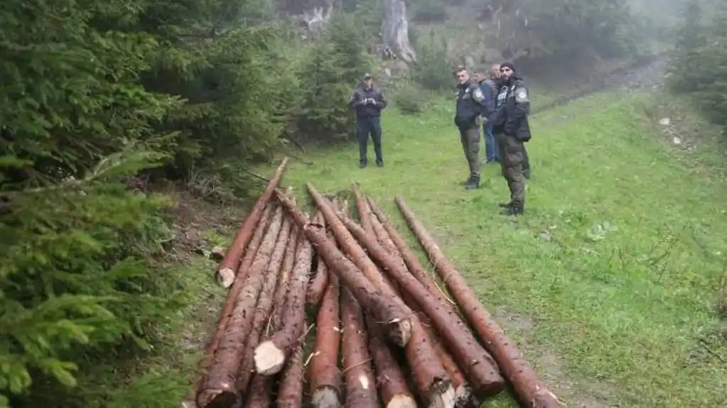 Krivična prijava protiv Andrijevičanina zbog šumske krađe
