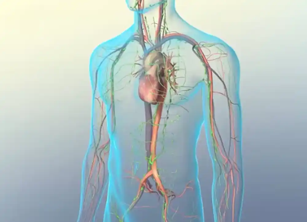 Limfni sistem – Nevidljiva mreža koja čisti, štiti i obnavlja tijelo: simptomi i bolesti ove grupe organa