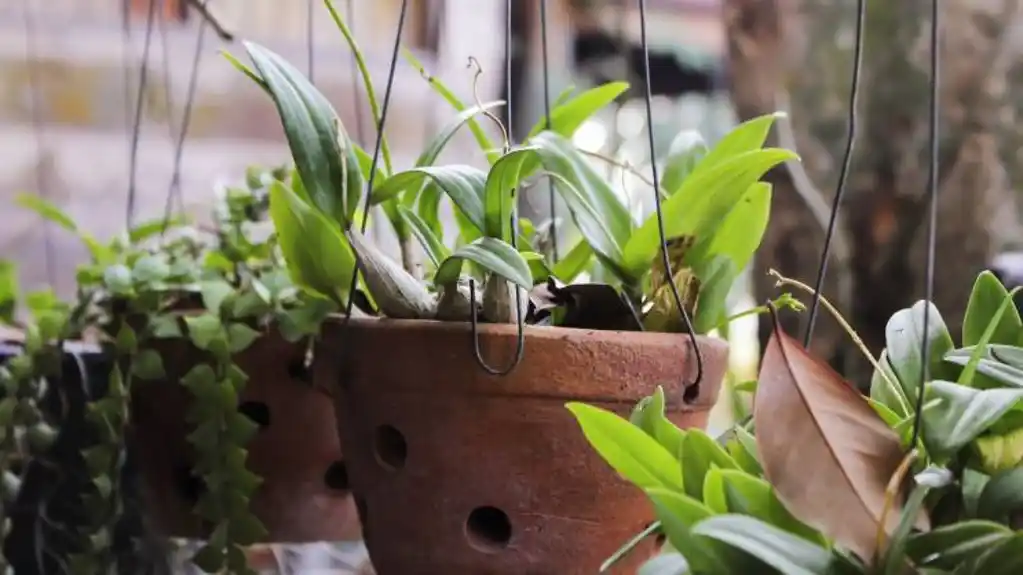 Naučnici otkrivaju IDEALAN BROJ sobnih biljaka za bolji život