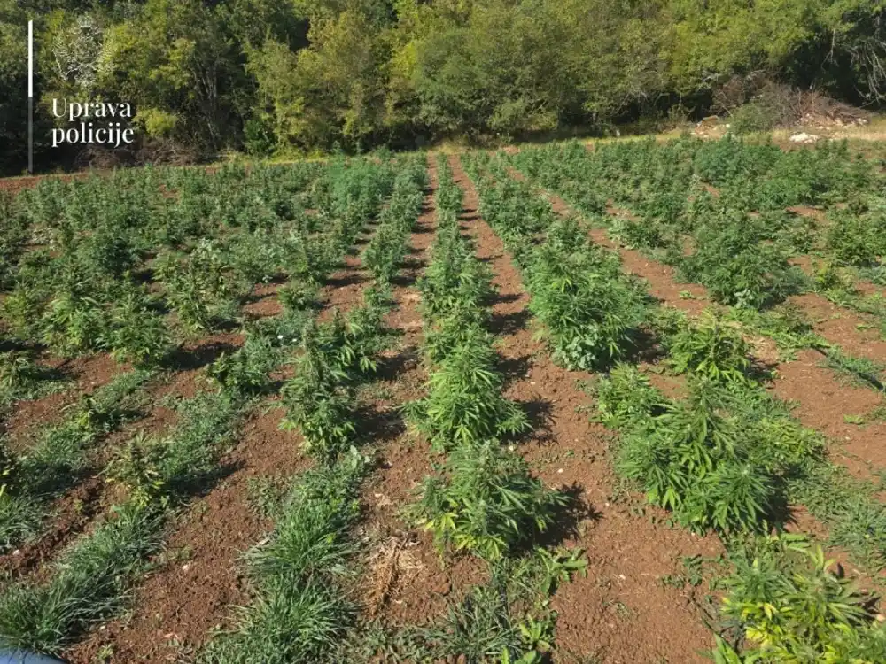 Produžen pritvor optuženom za sadnju konoplje