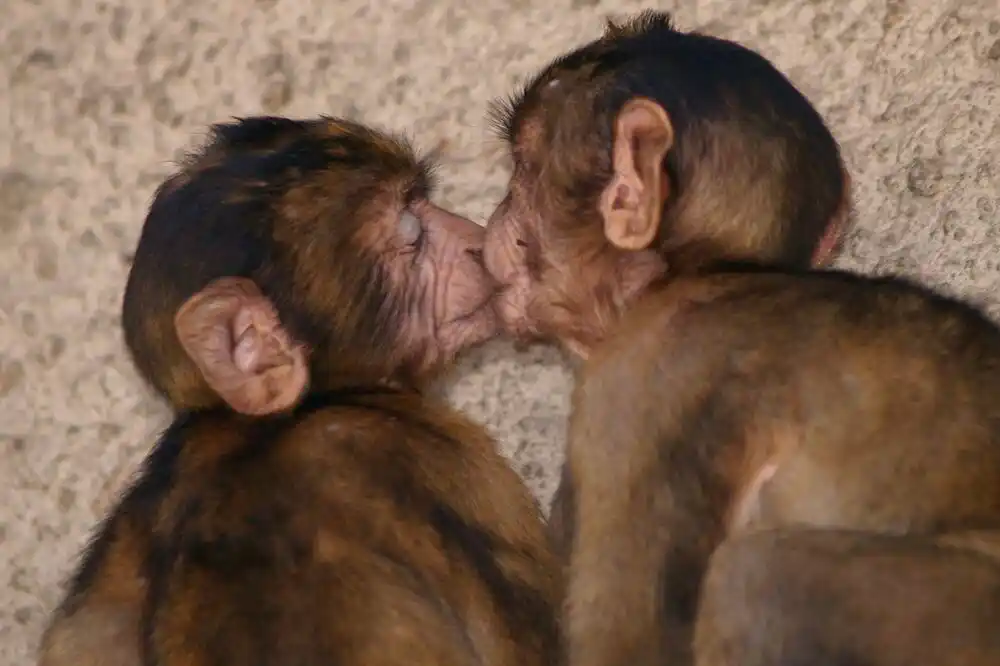 Prvi poljubac još prije 21 milion godina, kažu naučnici