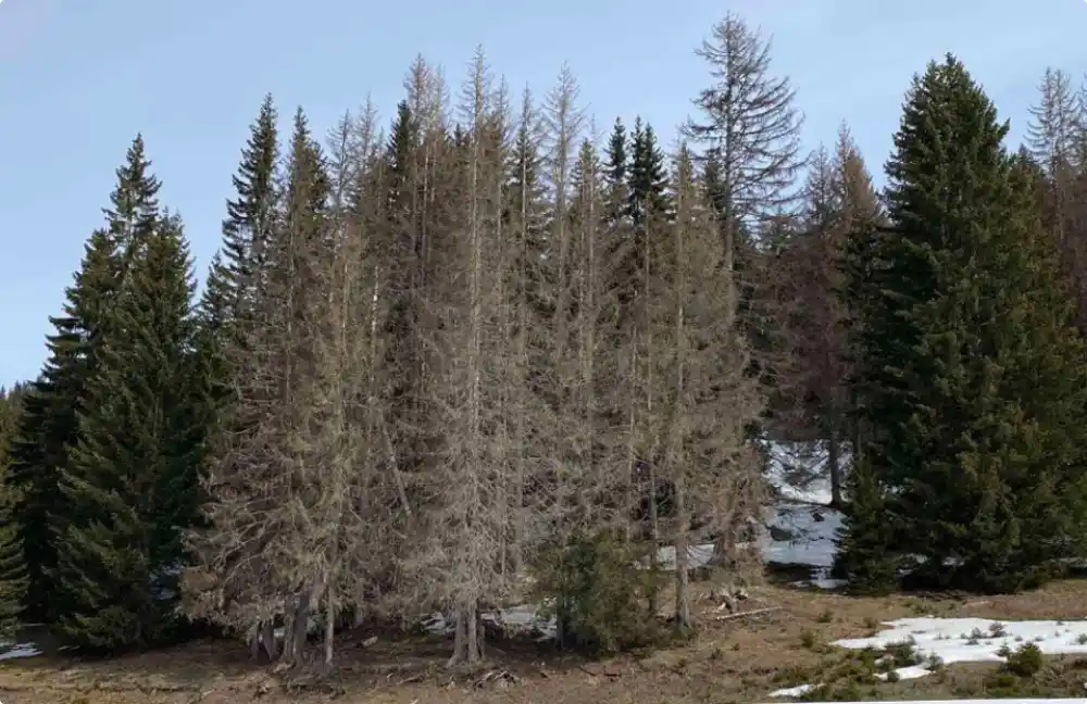 Sanitarne sječe u NP Prokletije nema već pet godina, a potkornjak ne miruje