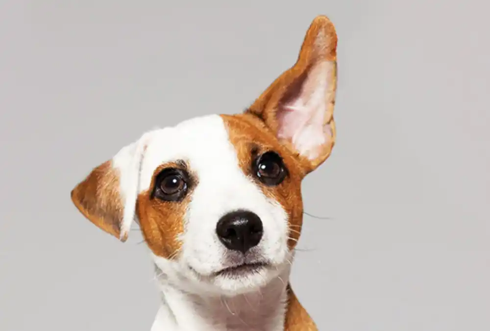 Zašto vas pas uvek čeka kod vrata? Ovo je jedini način na koji može da vam otkrije kako se oseća