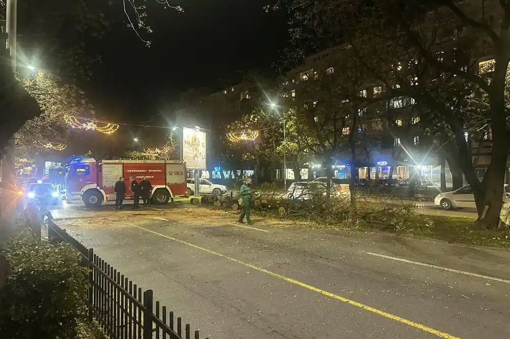 Kamion oborio stablo na Bulevaru Svetog Petra Cetinjskog, saobraćaj opet uspostavljen