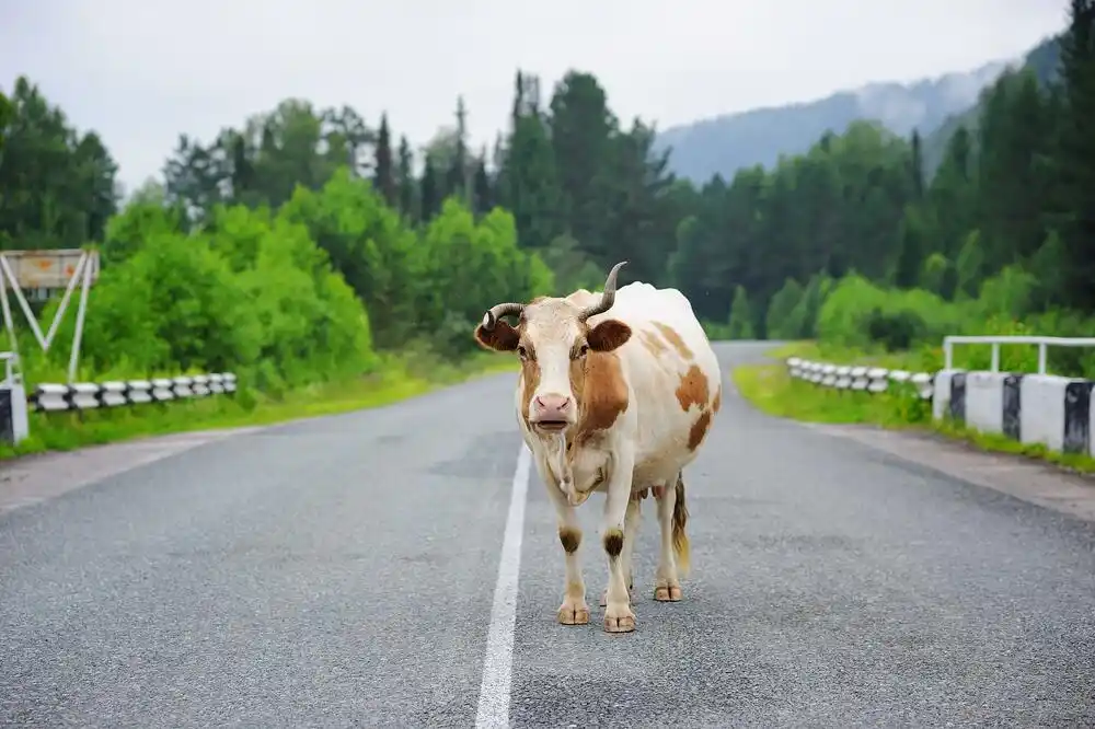 Mještani Gornjeg Vraneša pisali ministarstvu: Stoka hara ulicama, dvorištima, imanjima, uništava sve pred sobom
