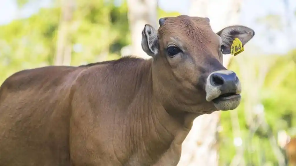 Problem lutajuće stoke postaje bezbjednosni izazov u više crnogorskih opština