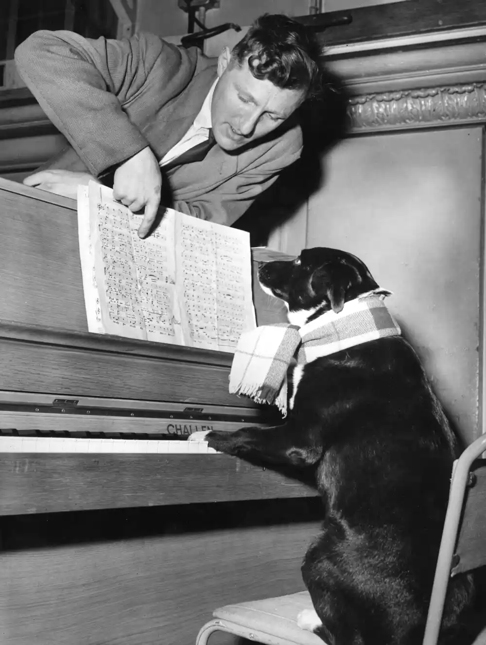 Smiruje li muzika životinje