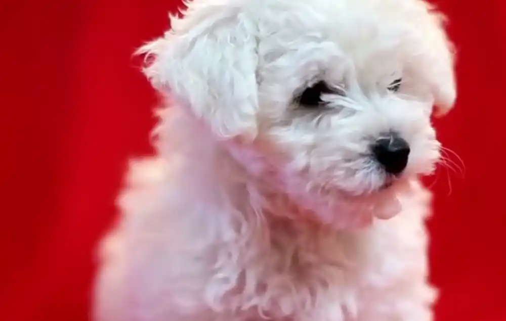 Uprava za inspekcijske poslove: Postupajući inspektor će donijeti rješenje kojim se odlaže oduzimanje terapijskog psa Meda