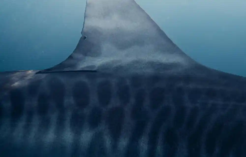 Dječak Niko Antić (12) preminuo nakon napada ajkule u Sidneju