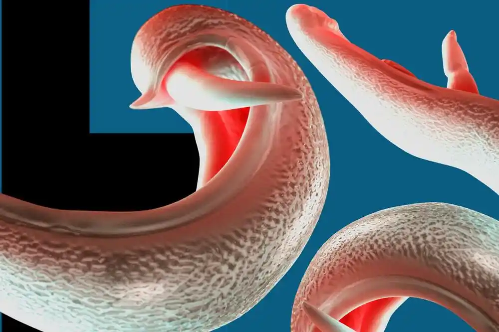 Genitalni paraziti bi „mogli da se rašire svijetom“