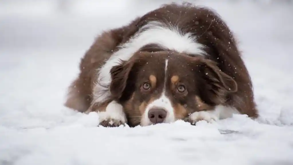 Kako znati da je psu prehladno: „Pripazite na ove ključne znakove“