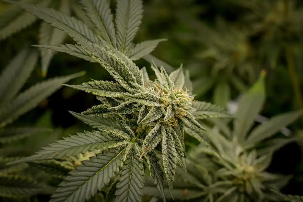 Kanabis i zdravlje – kada postaje opasan?