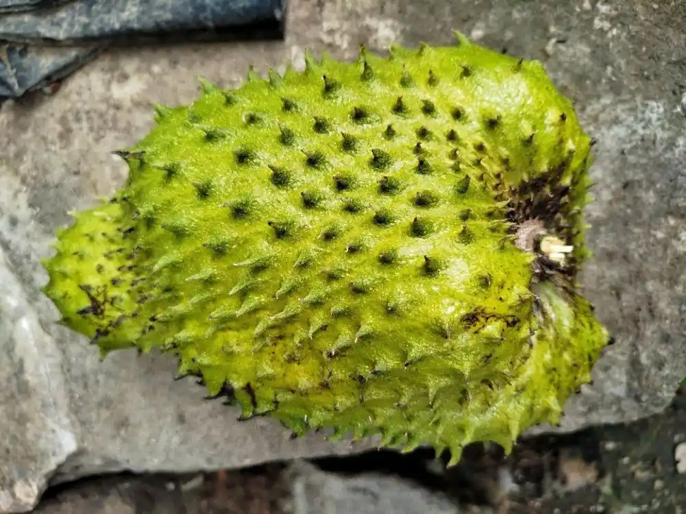 Lažni lek protiv karcinoma reklamira se po društvenim mrežama: Doktor upozorava na mogući rizik