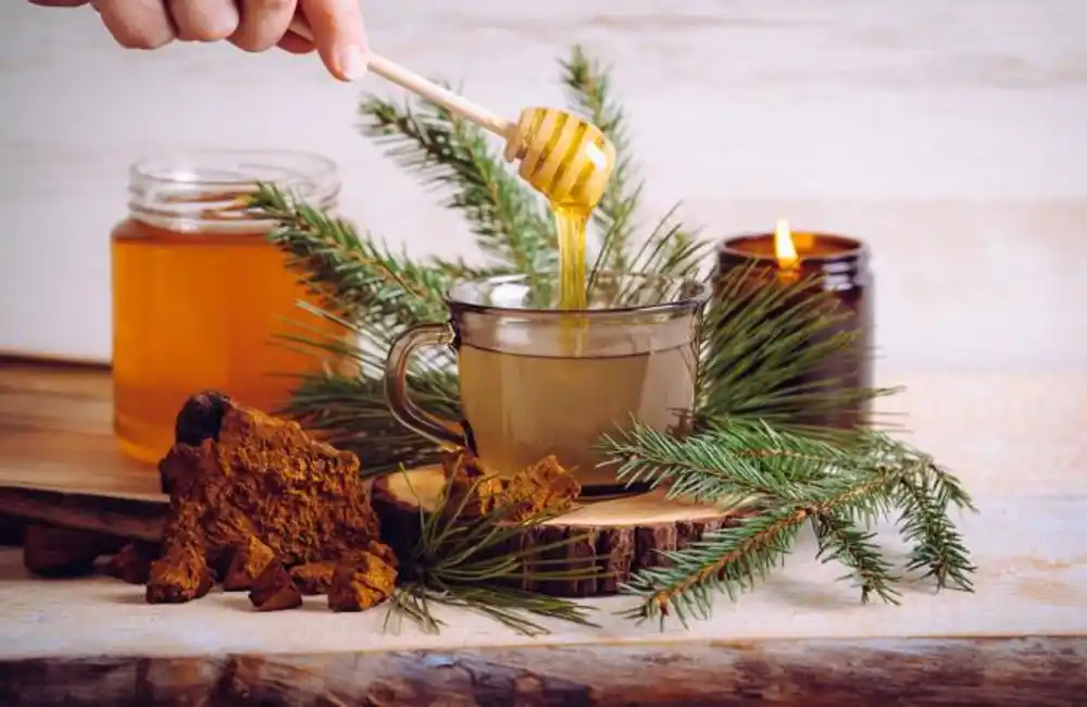 Od čaja do sirupa: Borove iglice kao prirodni saveznik vašeg imuniteta