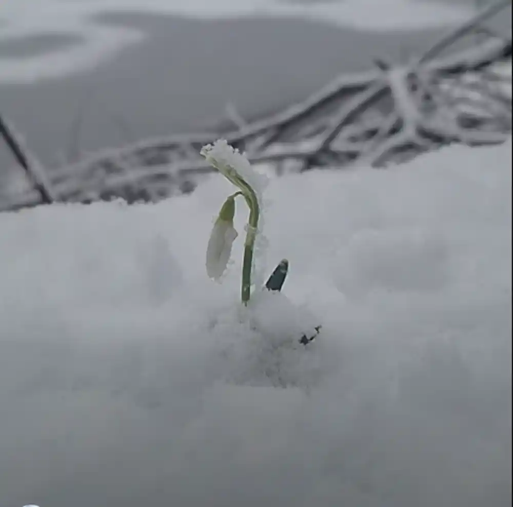 Šapat proljeća u zaleđenoj gori: Visibaba prkosi snijegu u srcu Biogradske gore