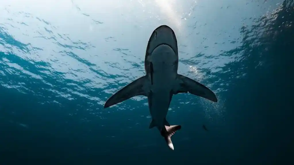 Sidnej: Dječak preminuo nakon napada ajkule