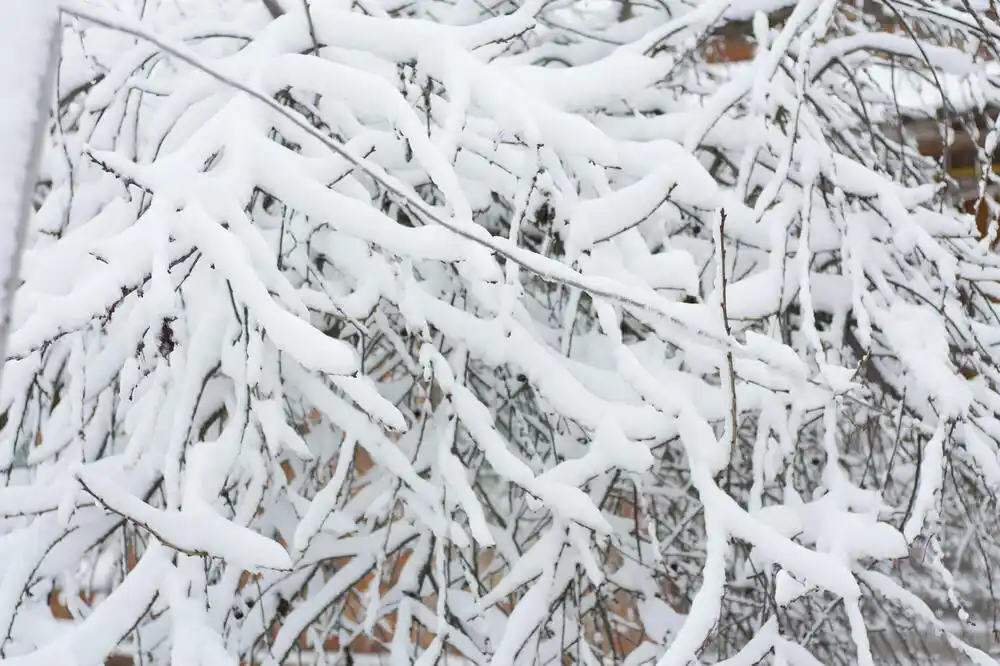Snijeg izazvao probleme u BiH, u padu stabla poginula žena