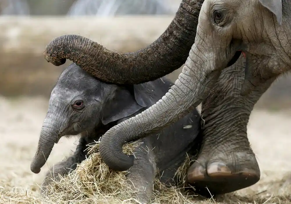 Otkrivena tajna „brkova“ na surli slona