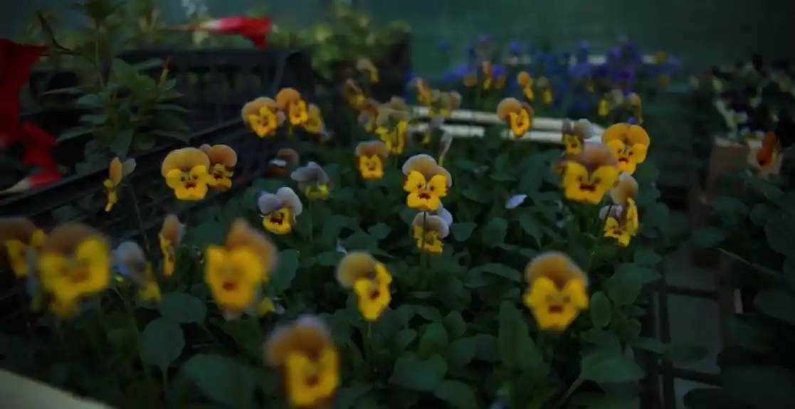 Najbolji lek za respiratorne probleme raste u dvorištu: Upravo mu je počela sezona