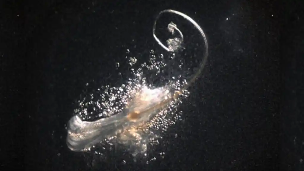 Novi koraci ka pronalaženju pravog leka za ćelavost ostvareni su u laboratoriji