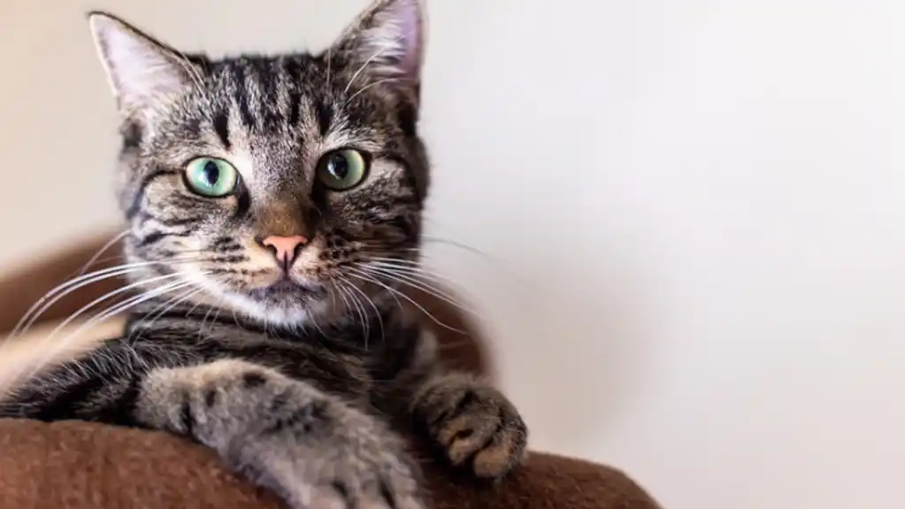 Stroge kazne za vlasnike ljubimaca: Zatvor i novčane kazne za zanemarivanje mačaka