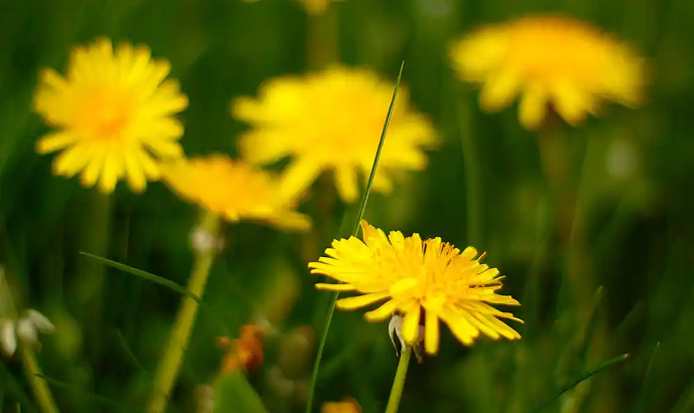 Svi ga čupaju iz vrta, a ne znaju koliko je zdrav: Maslačak kao prava superhrana